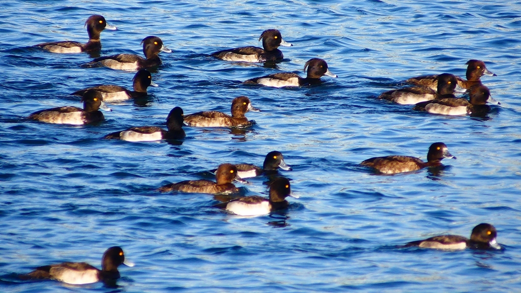 P2380141：キンクロハジロ