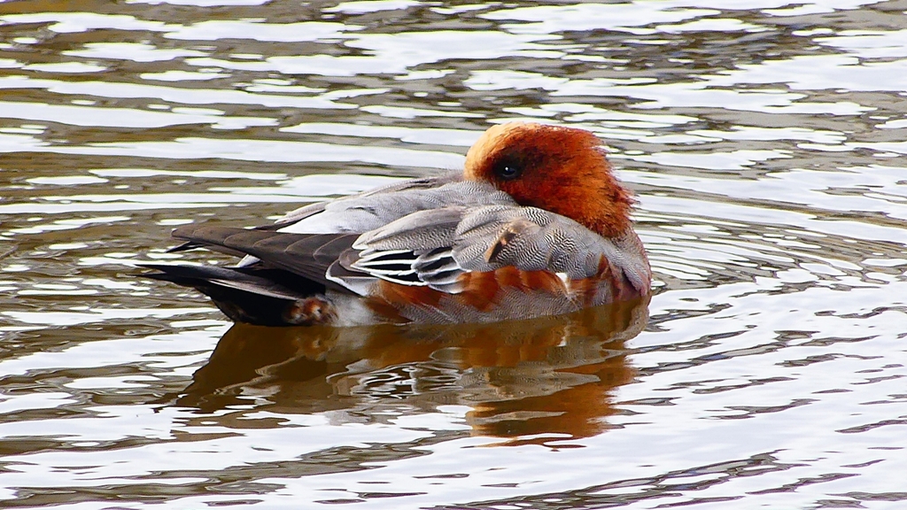 P2340164：ヒドリガモ