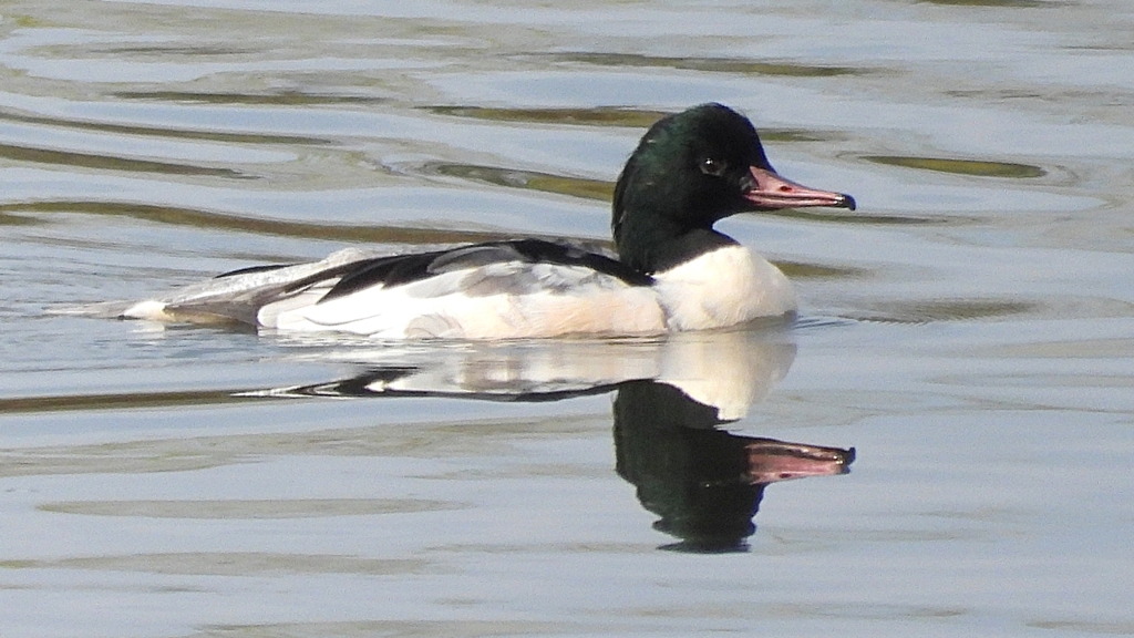 DSCN3089：カワアイサ（オス）