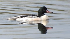 DSCN3089：カワアイサ（オス）