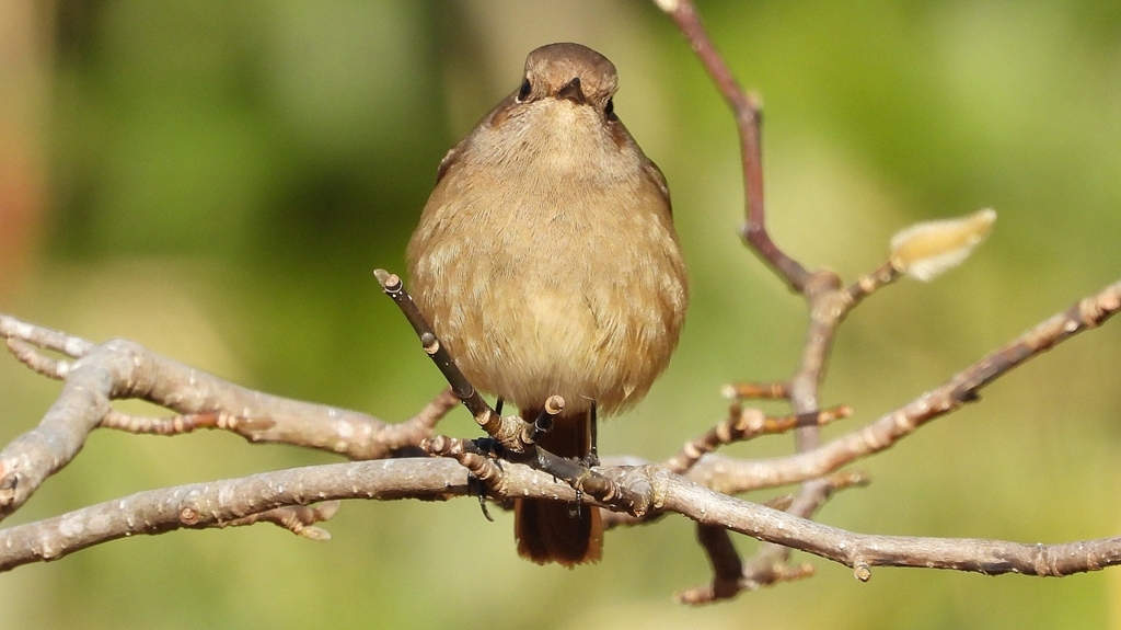 DSCN8129：ジョウビタキ（メス）