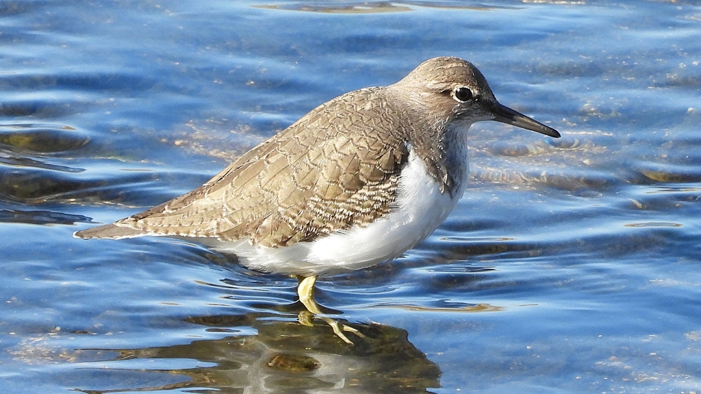 DSCN1238：イソシギ