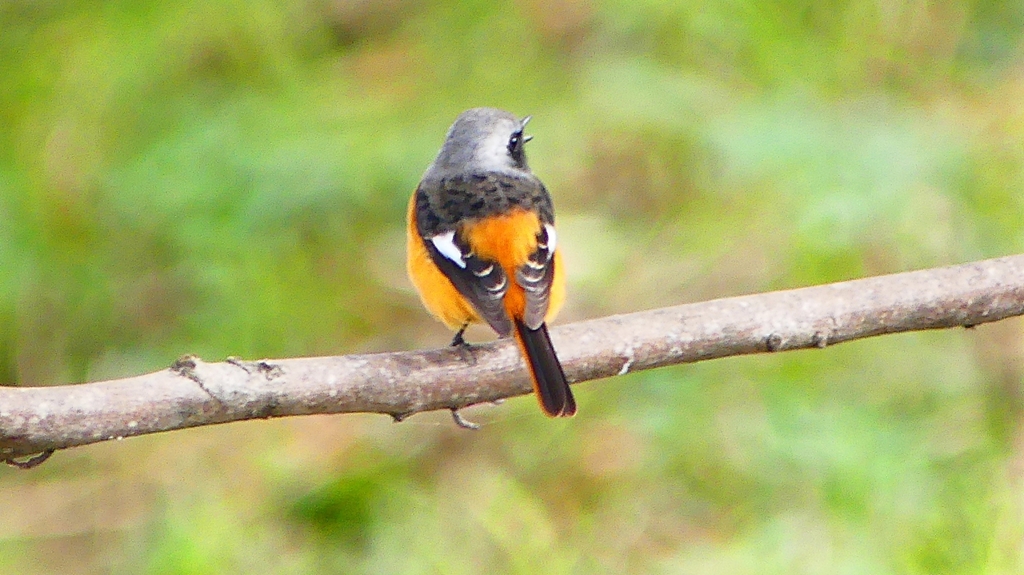 P2370070：ジョウビタキ（オス）