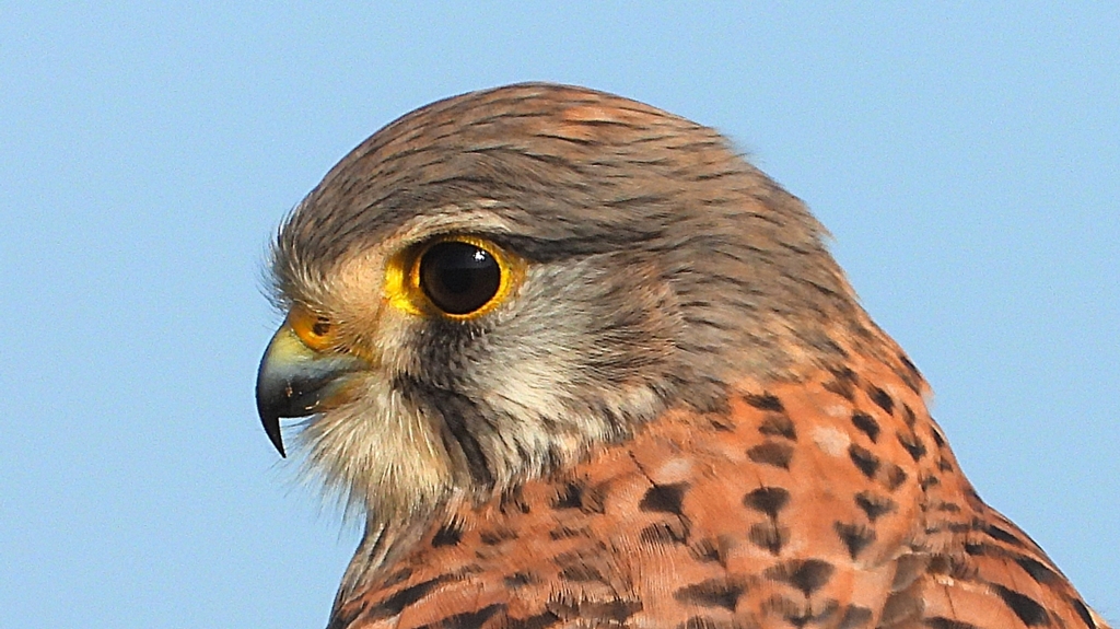 DSCN6694：チョウゲンボウ