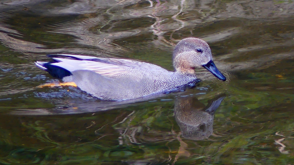 P2400148：オカヨシガモ（オス）