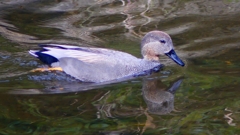 P2400148：オカヨシガモ（オス）