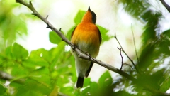 P2320325：ムギマキ（オス若鳥）