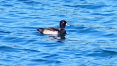 P2320746：キンクロハジロ（オス）