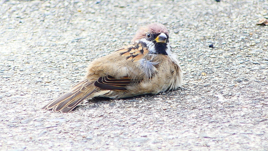 P2280413：スズメ
