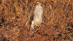 DSCN5514：ハイタカ