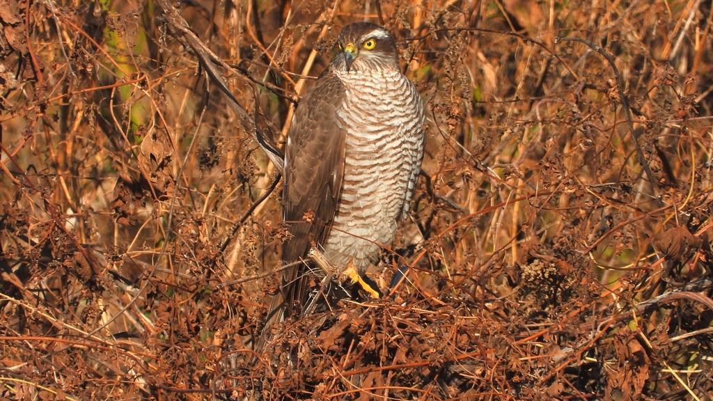 DSCN5504：ハイタカ