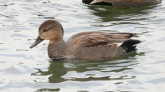 DSCN0613：オカヨシガモ