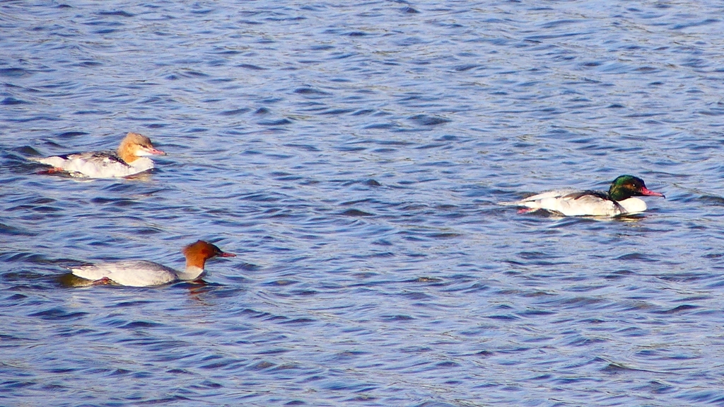 P2390099カワアイサ