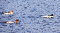 P2390099カワアイサ