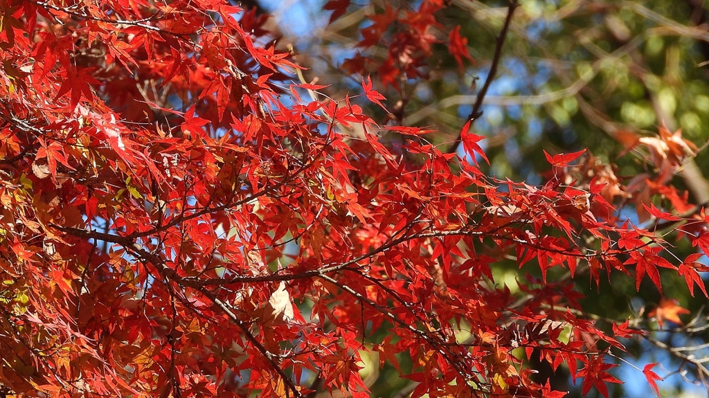 DSCN1331：紅葉