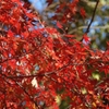 DSCN1331：紅葉
