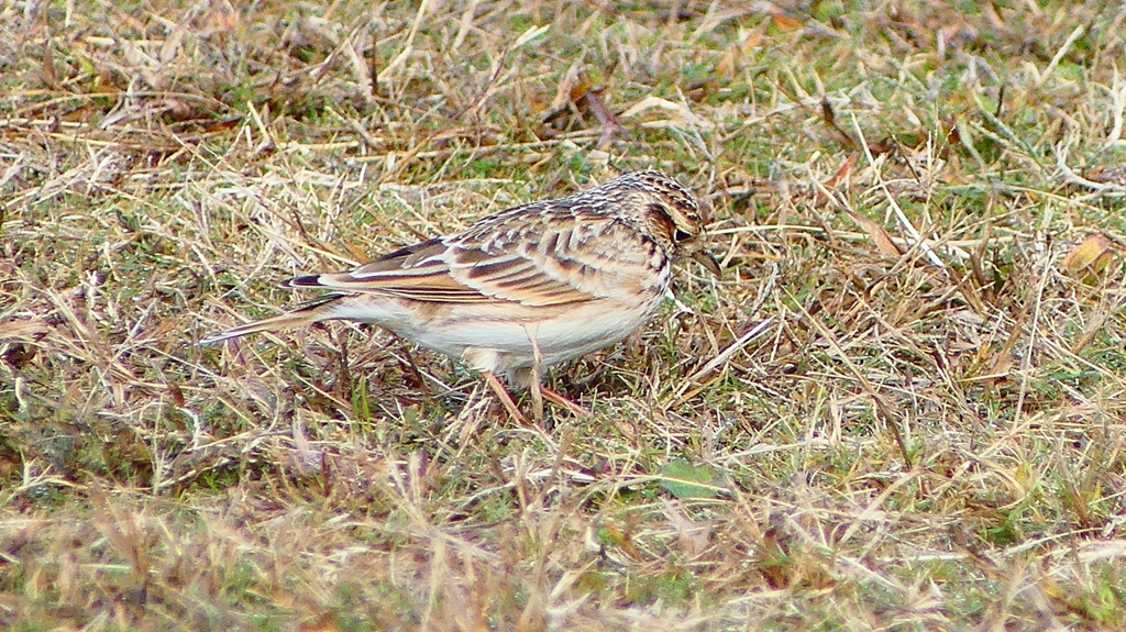 P2350709：ヒバリ