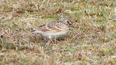 P2350709：ヒバリ