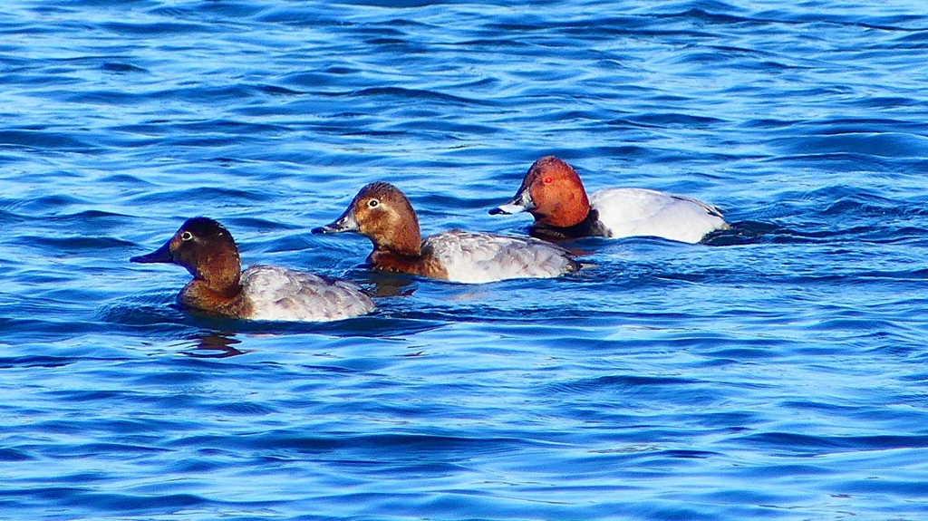 P2380472：ホシハジロ