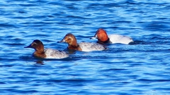 P2380472：ホシハジロ