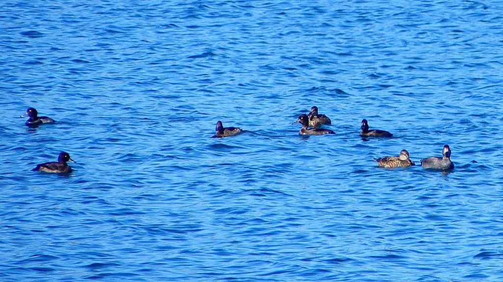 P2320579：カモ類