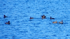 P2320579：カモ類