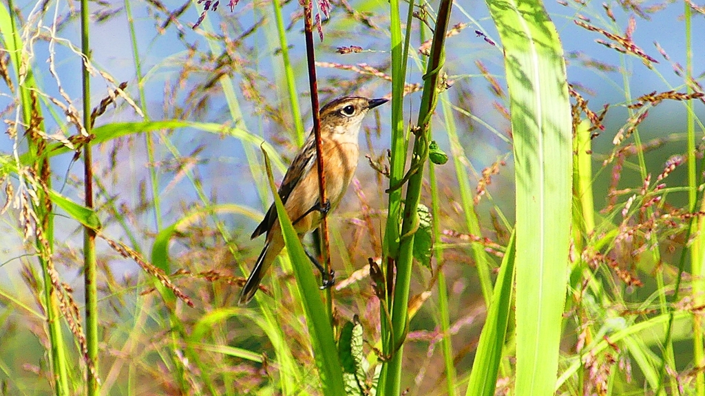 P2270566：ノビタキ