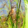 P2270566：ノビタキ