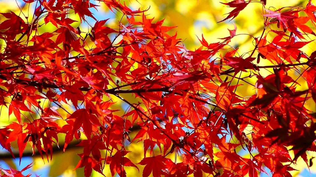 P2360413：紅葉、黄葉