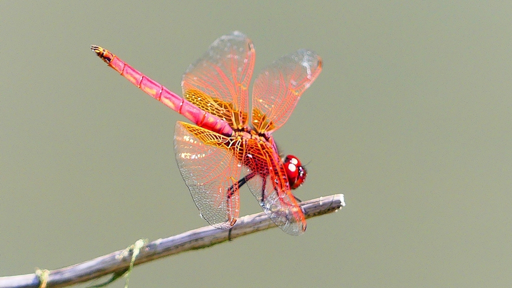 P2300747：ベニトンボ（オス）