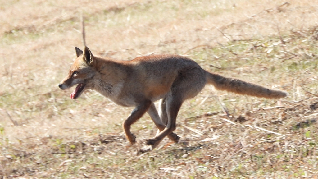 DSCN6765：キツネ