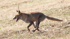 DSCN6765：キツネ