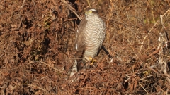 DSCN5416：ハイタカ