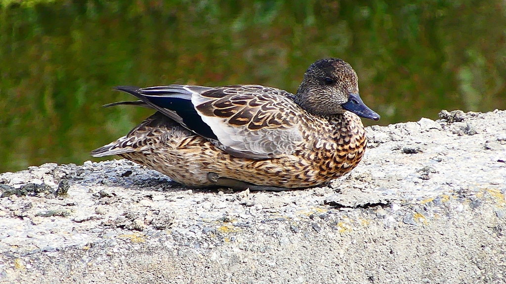 P2350197：ヨシガモ