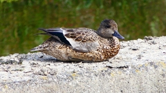 P2350197：ヨシガモ