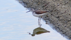 P2400788：アオアシシギ