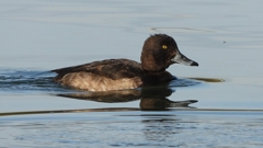 DSCN2856：キンクロハジロ（メス）