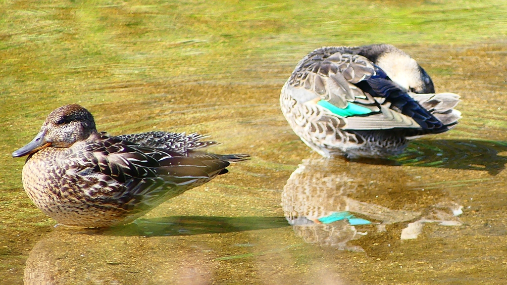 P2330601：コガモ