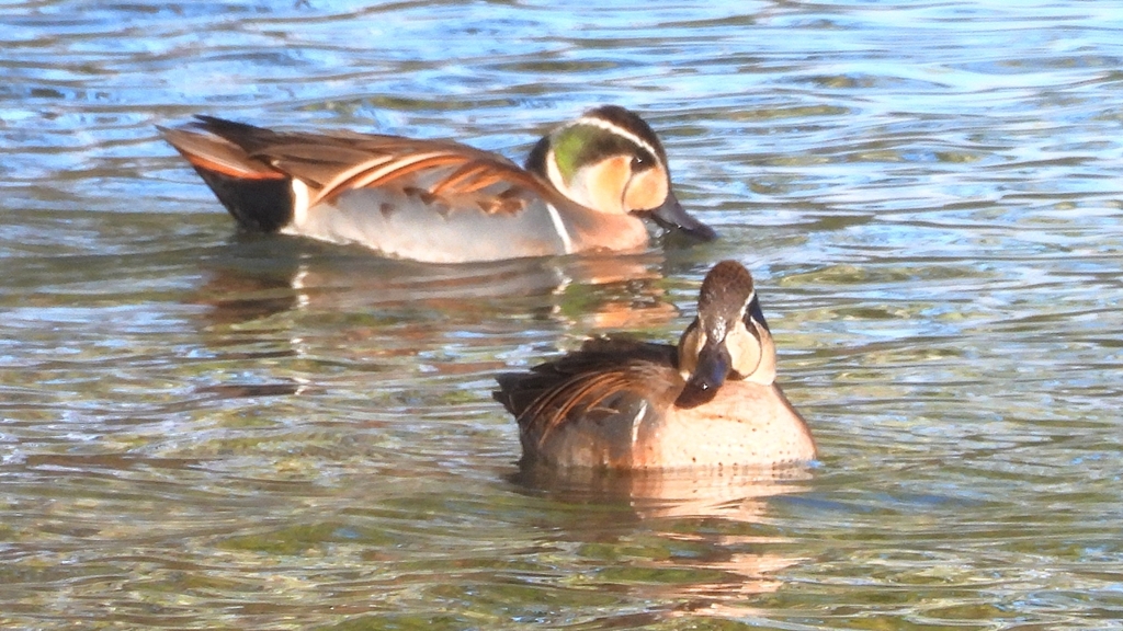 DSCN7906：トモエガモ（オス）