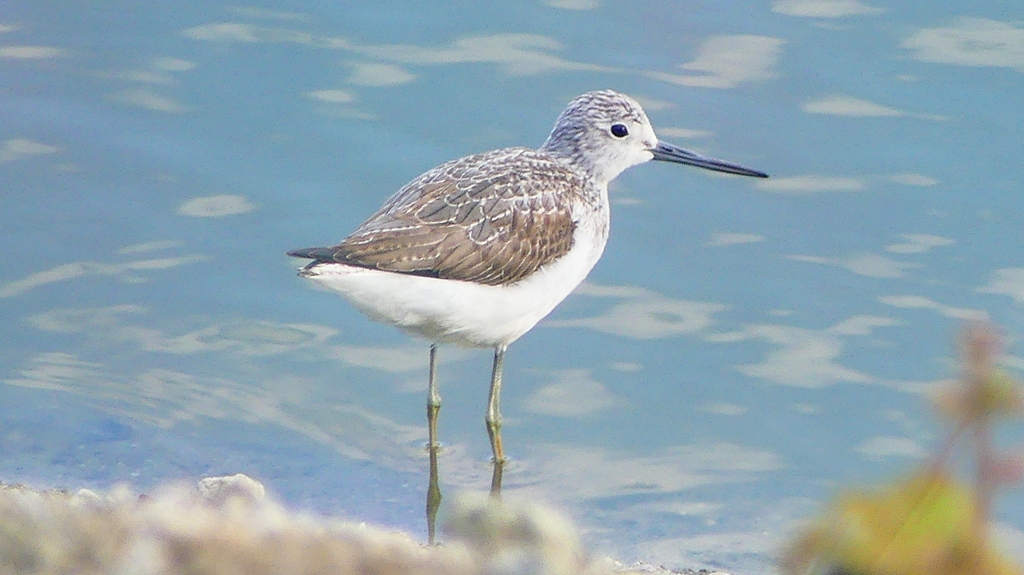 P2400705：アオアシシギ