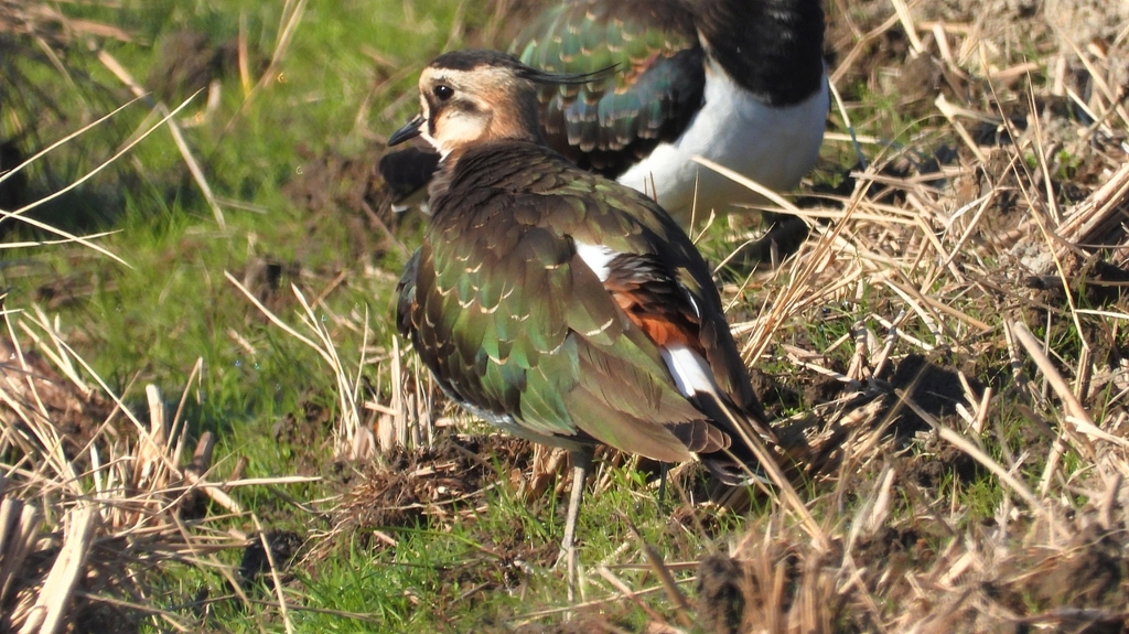 DSCN6648：タゲリ