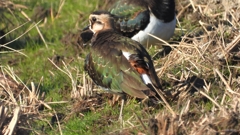 DSCN6648：タゲリ