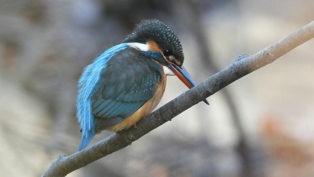 DSCN7960：カワセミ（メス）