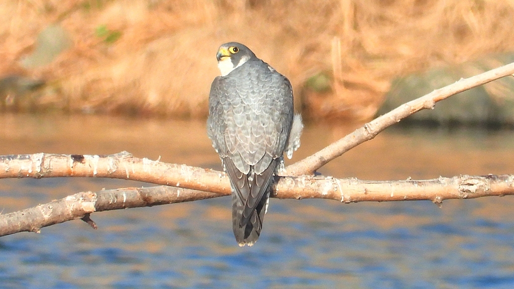 DSCN1474：ハヤブサ