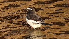 DSCN3716：セグロセキレイ