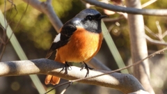 DSCN9061：ジョウビタキ（オス）