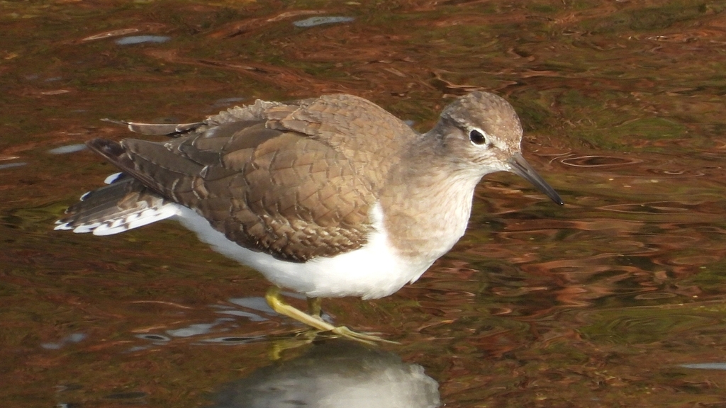 DSCN4038：イソシギ