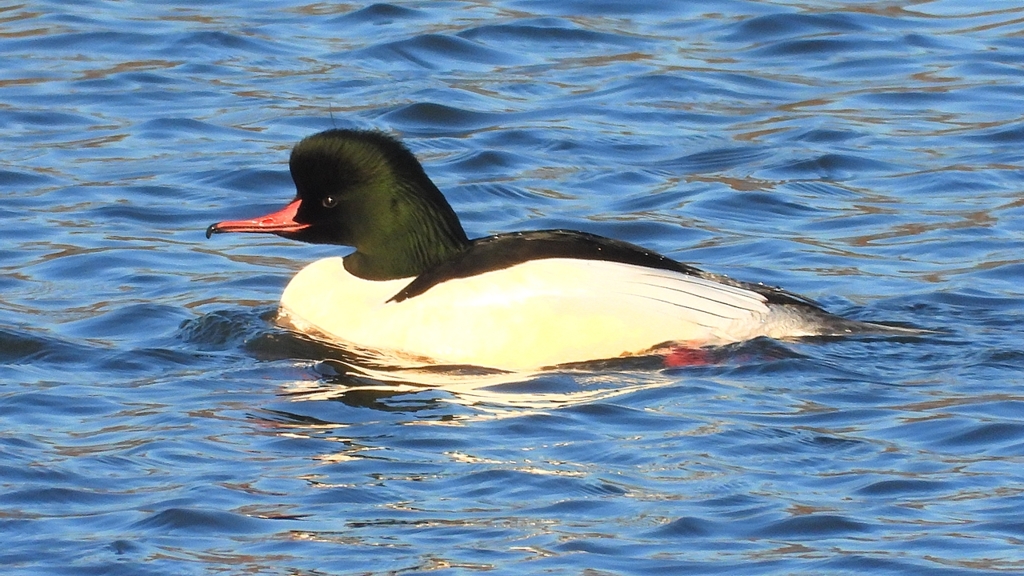 DSCN6370：カワアイサ