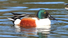 DSCN6042：ハシビロガモ