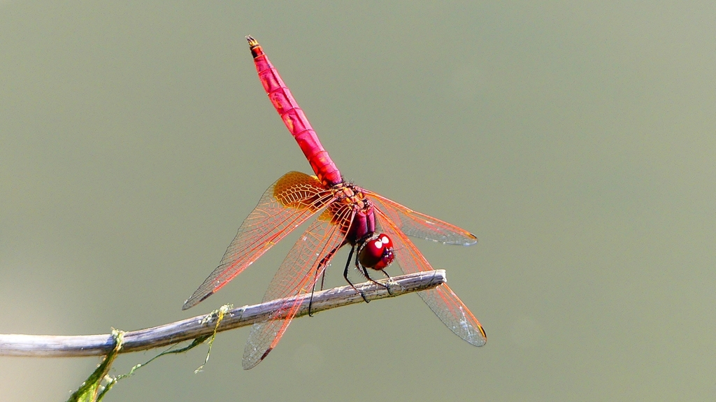 P2300678：ベニトンボ（オス）